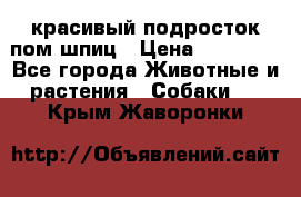 красивый подросток пом шпиц › Цена ­ 30 000 - Все города Животные и растения » Собаки   . Крым,Жаворонки